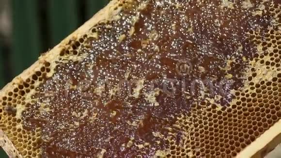 蜂蜜细胞里装满了蜂蜜宏观的你的日记慢动作视频的预览图