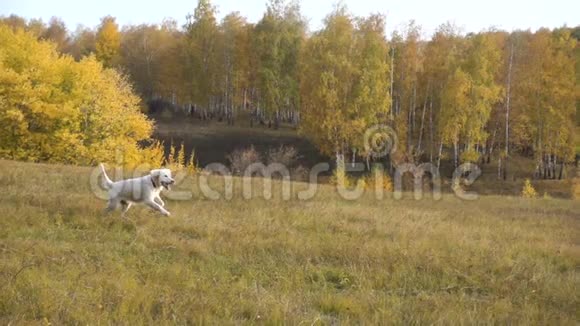 金色猎犬在野外奔跑慢动作视频的预览图