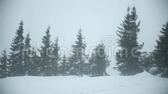 山上的暴风雪强大的风吹雪穿过森林视频的预览图