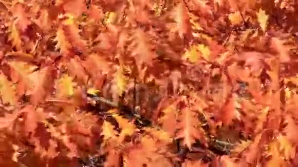 红色和黄色的叶子视频的预览图