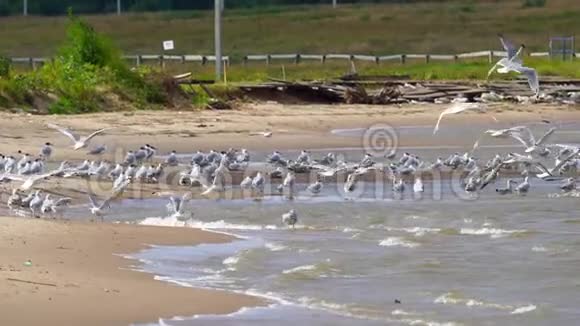 慢动作一群鸟鸥从一个大湖的沙质岸边起飞鸟儿挥动翅膀奔跑起来视频的预览图