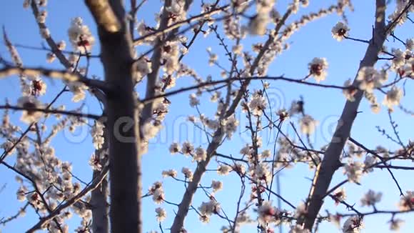 美丽盛开的杏树映衬着蓝天视频的预览图