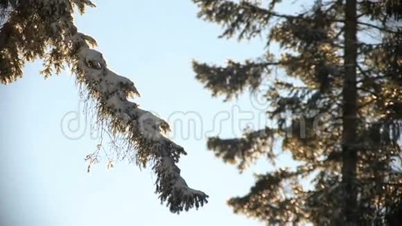 雪花飘落在松枝上创造一幅美丽的图画视频的预览图
