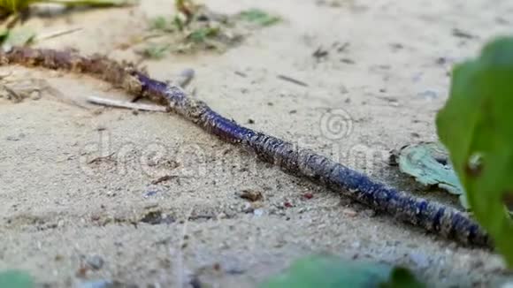 蚯蚓沿着沙子爬行视频的预览图