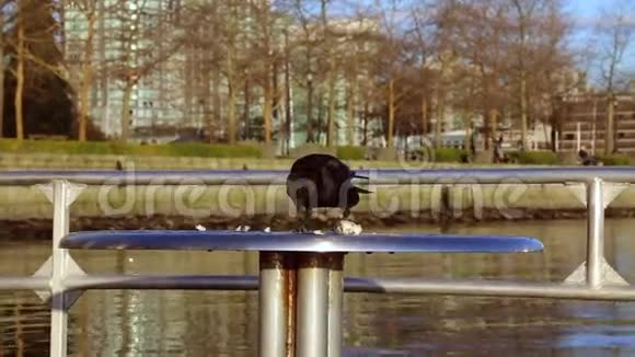 年轻有趣的黑鸟吃水视频的预览图