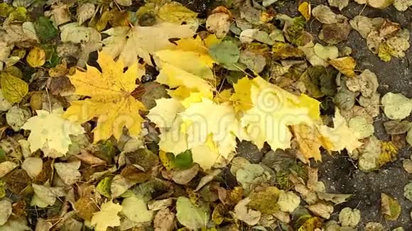 快乐的女人在秋天慢慢地扔树叶微笑着快乐而兴奋的年轻女子玩着扔黄色视频的预览图