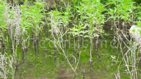 沼泽里的绿色植物视频的预览图