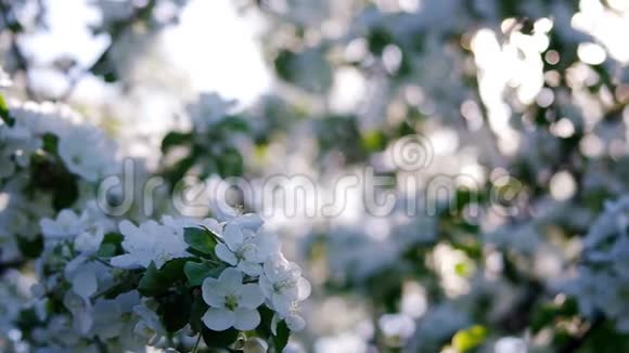 春天花园里的白花视频的预览图