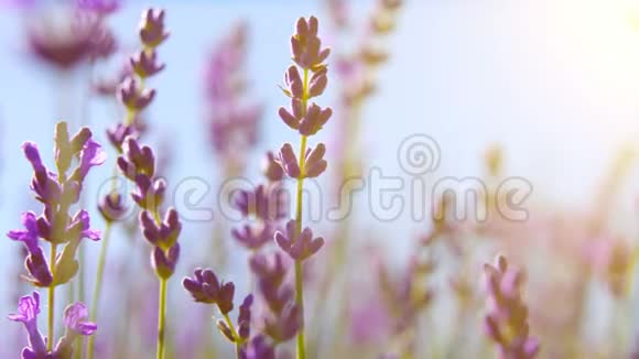 薰衣草的极致特写克里米亚的薰衣草草花在日出时随风摇曳视频的预览图
