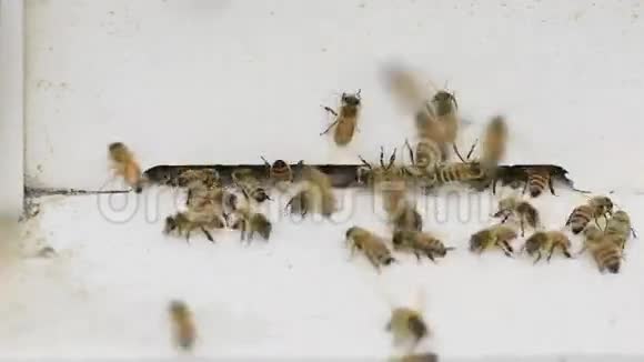 蜜蜂勤劳地工作视频的预览图