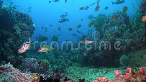 峡谷s加利拉港珊瑚礁视频的预览图