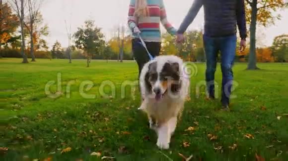 年轻夫妇牵着手和一只狗在公园里散步视频的预览图