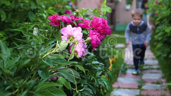 孩子沿着小路沿着花跑男孩在花园里玩快乐的童年视频的预览图