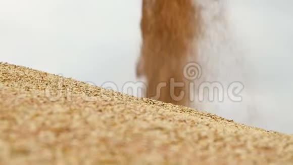 特写一条源源不断的麦粒醒来变成了一个巨大的露天土丘面包生产和小麦提取视频的预览图