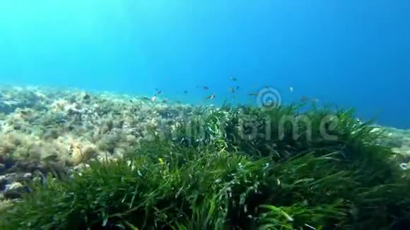 地中海水下景观绿色正印度洋海藻视频的预览图