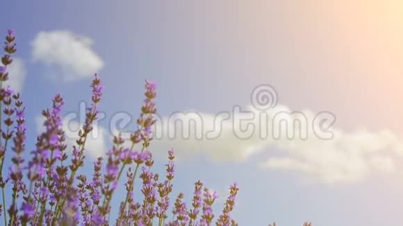 关闭薰衣草的花朵薰衣草庄园蓝天和云彩在背景上柔和地聚焦薰衣草花视频的预览图
