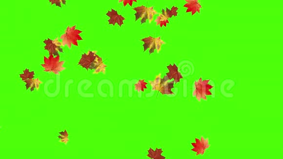 秋叶飘落绿屏无缝环视频的预览图