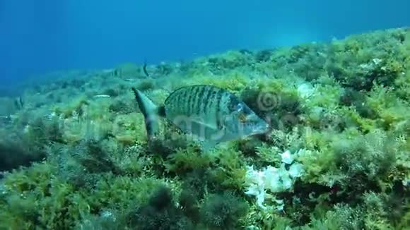 地中海生物靠近镜头的鱼视频的预览图