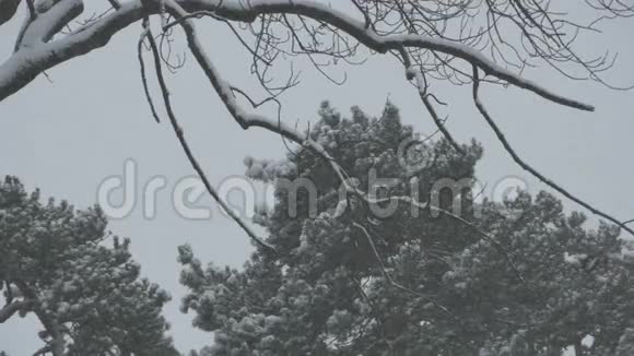厚厚的雪枝和树木视频的预览图