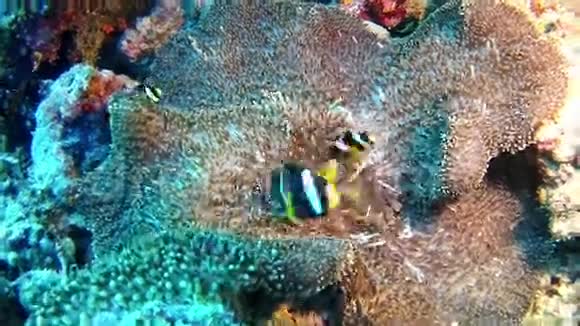 潜水马尔代夫小丑鱼视频的预览图