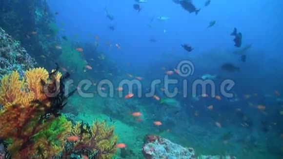 峡谷s加利拉港珊瑚礁视频的预览图