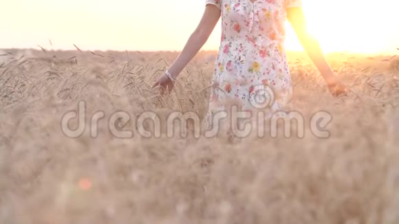 女孩走过一片金色的麦田在日落时抚摸着外壳视频的预览图