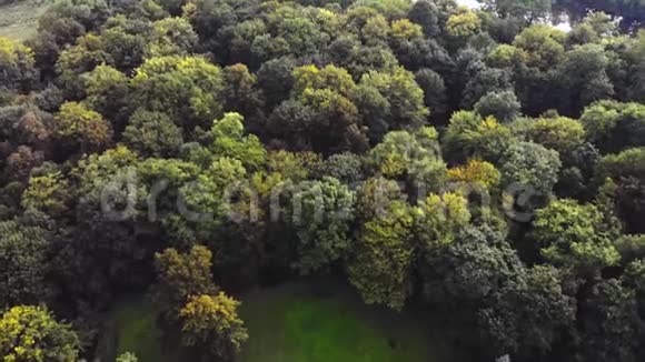 空中无人机镜头绿色森林视频的预览图