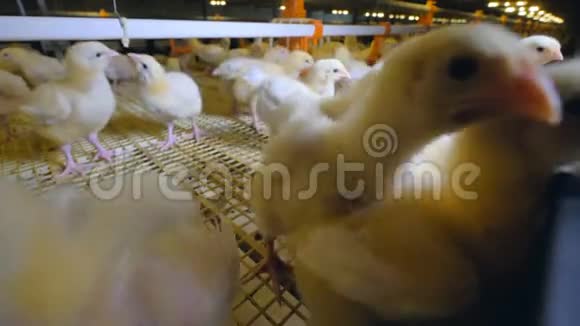 好奇的鸡在养鸡场看镜头鸡场视频的预览图