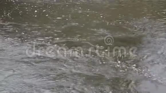 流动的河流背景视频的预览图