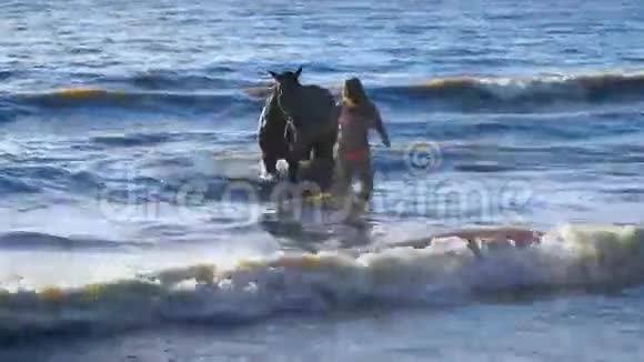 一位美丽的金发女郎在湖边的马旁边散步视频的预览图