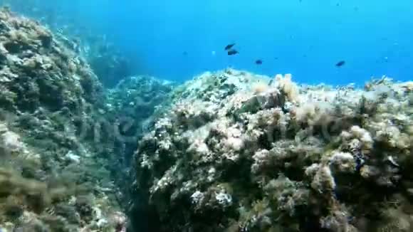 在靠近镜头的地中海暗礁游泳的小绿鱼视频的预览图