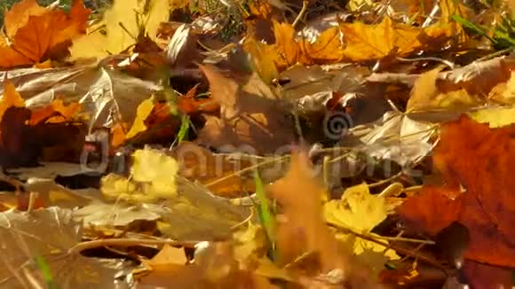 五彩缤纷的枫叶细节视频的预览图