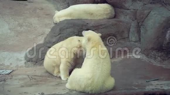 北极熊在动物园玩得很开心视频的预览图