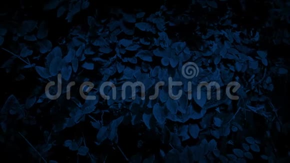 在夜晚路过长满杂草的岩面视频的预览图