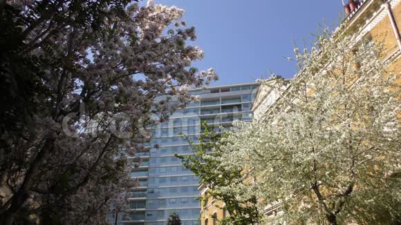 春天城市街道上盛开的树木视频的预览图
