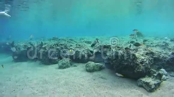 埃及红海珊瑚礁大沼泽游泳视频的预览图