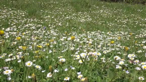 雏菊在夏日的田野上盛开绿草如茵详情视频的预览图