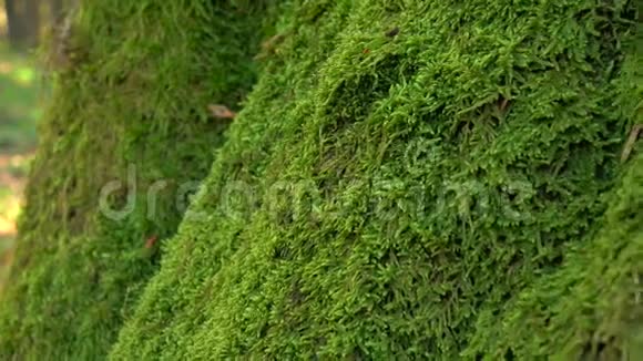 多年生青苔丛生的树干特写镜头视频的预览图