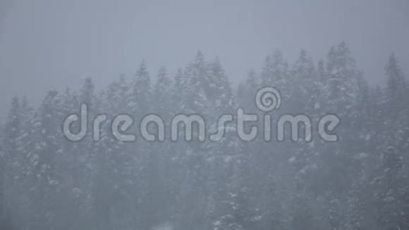 冬天的森林里有暴风雪雪松在缓慢移动视频的预览图