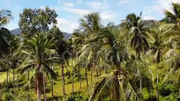 空中无人机观观岛景观椰子棕榈种植园泰国自然田园天堂场景山区视频的预览图