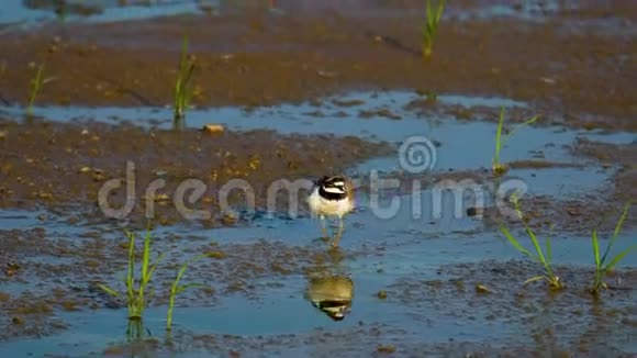 一只小鸟一只雄鸟迅速地沿着沼泽移动他检查他的领地生活在水边的鸟视频的预览图