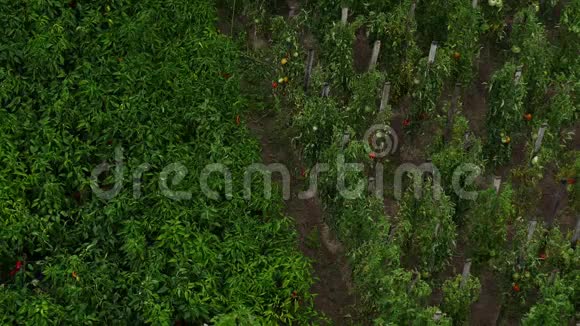 雨水落在花园里的西红柿和辣椒上视频的预览图