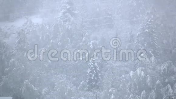 冬天的森林降雪雪松缓慢地移动视频的预览图