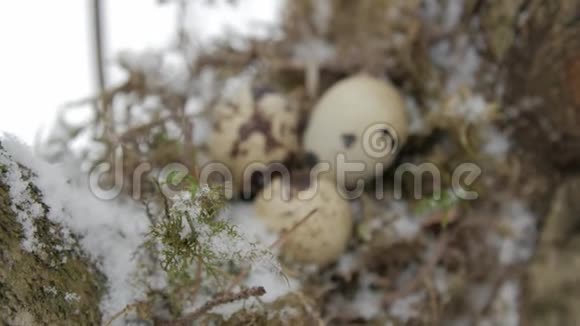 一个鸟窝树的树枝上长满了三个鸟蛋冬天视频的预览图