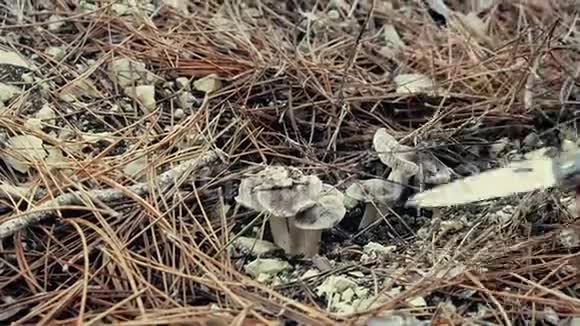 秋天在森林里采集食用菌的人黑头蘑菇或黑头蘑菇的口蘑男性视频的预览图