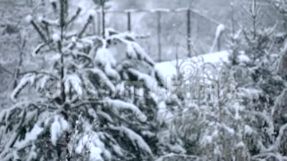 在针叶林的背景下白色的小雪慢慢降临视频的预览图