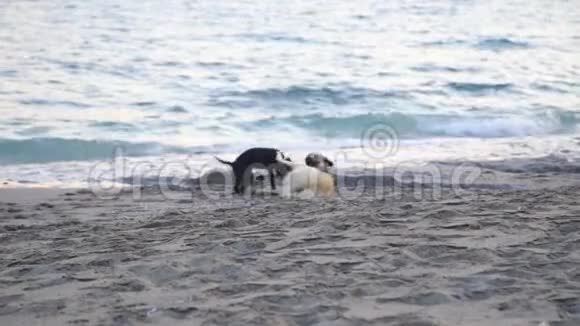 日落时两只狗在海滩上玩耍视频的预览图