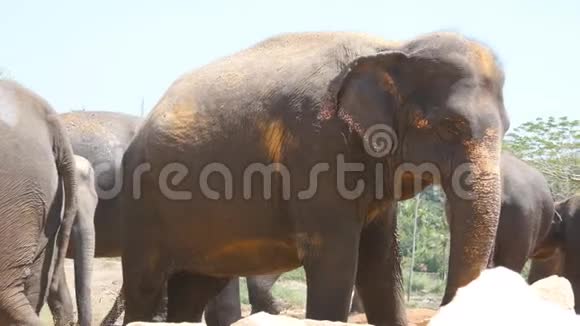 非洲象在保护区附近放牧关门视频的预览图