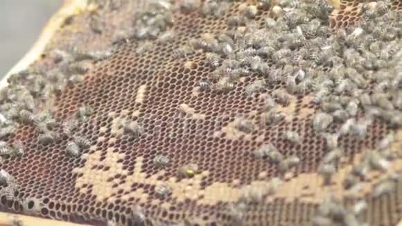 养蜂人用蜜蜂支撑蜂窝的框架蜜蜂蜜蜂蜜蜂蜜蜂蜜蜂蜜蜂蜜蜂蜜蜂视频的预览图