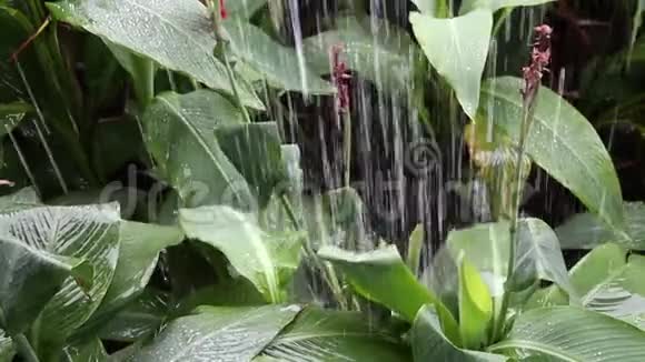 大雨落在花园的绿叶上像瀑布一样落下视频的预览图